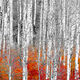 Aspen Burn