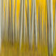 Aspen Dream - Abstract Aspen Photography for Sale