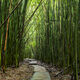 Bamboo Path Panoramic