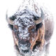 Snow Ghost