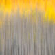 Brush Strokes