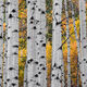Autumn Contrast