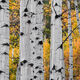 Autumn Contrast Panoramic