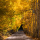 Golden Glow- Aspen Tree Leaves Image for Sale
