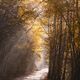 Aspen Alley - Aspen Tree Leaves Image for Sale