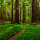 Fern Gully