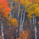 Aspen Dance