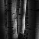 Light In The Shadows
