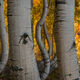 Autumn Twist