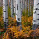 Trees Company
