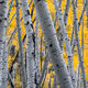 Rising Up - Colorado Aspen Tree Photos for Sale