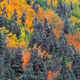 Color Explosion