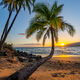 Tropical Twist