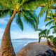 Paradise Palms