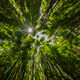 Bamboo Burst