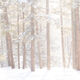 Winters Embrace
