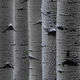 Autum Textures