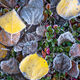Dawn Patrol - Aspen Leaf Photography for Sale