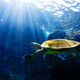 Turtle Beams