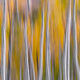 Forest Motion