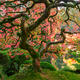 Garden of Zen - Large Scale Photo of Japanese Garden in Portland,Oregon
