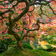Garden of Zen Panoramic