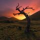 Groot