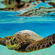 Hello Turtle