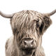 Gentle Giant | Highland Scottish Cow