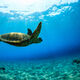 Honu Angel