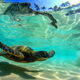 Honu Paradise