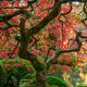 Tranquility - Images of the Japanese Gardens in Portland for Sale