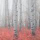 Shades Of Red