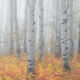 Into The Mystic-Aspen Tree Photos For Sale
