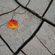 Autumn Elements