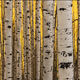 Standing Tall - Nature Photography Art for Sale