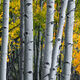 Lucky Find Panoramic