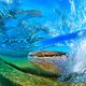 Makena Window - Images of Underwater Waves for Sale