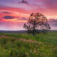 Field of Dreams