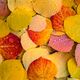 Morning Drops - Photos of Aspen Leaves for Sale