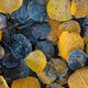Morning Frost - Images of Aspen Tree Leaves for Sale