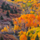 Blanket of Color - Fall Tree Photography