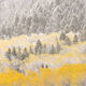 Seasons Collide