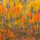 Separation - Fine Art Nature Photography for Sale
