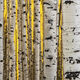 Standing Tall Panoramic