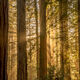 Among The Giants