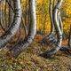 Swurvy Curvys - Bent Aspen Tree Photography for Sale