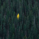 The Chosen One - Pine Trees Landscape Photos for Sale