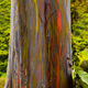 Rainbow Eucalyptus Trees