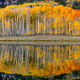 Whispers Of Gold